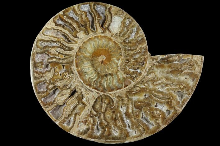 Choffaticeras (Daisy Flower) Ammonite Half - Madagascar #111322